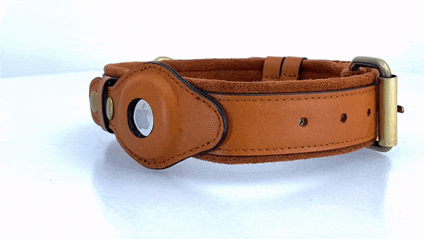 Leather AirTag Dog Collar – lifestyle use photo | Buzzora
